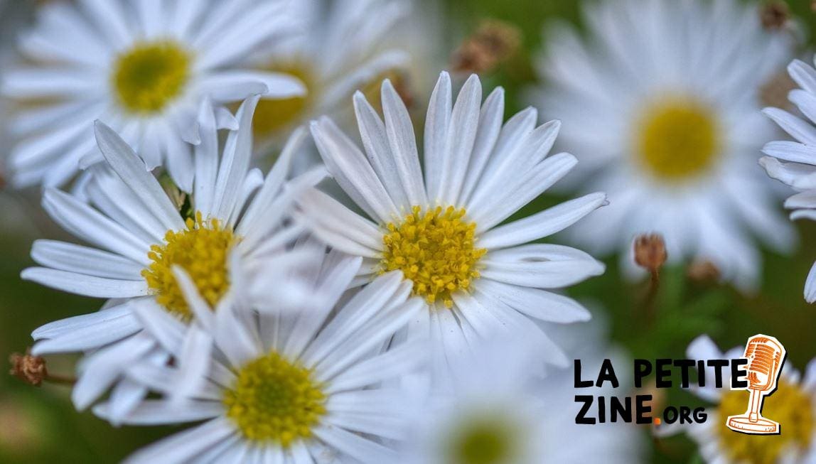  Anthemis 