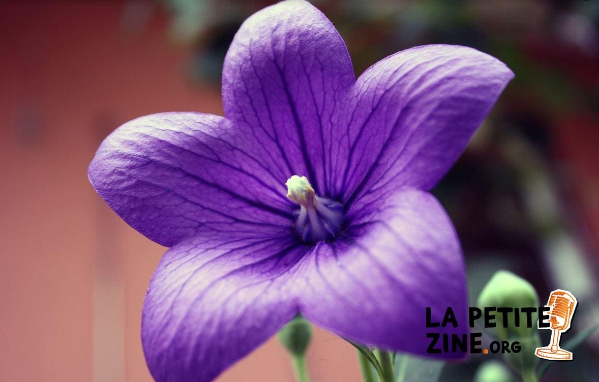 Fleurs étoilées du Platycodon