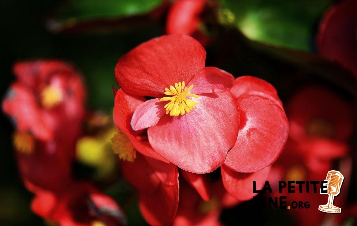 Begonia 
