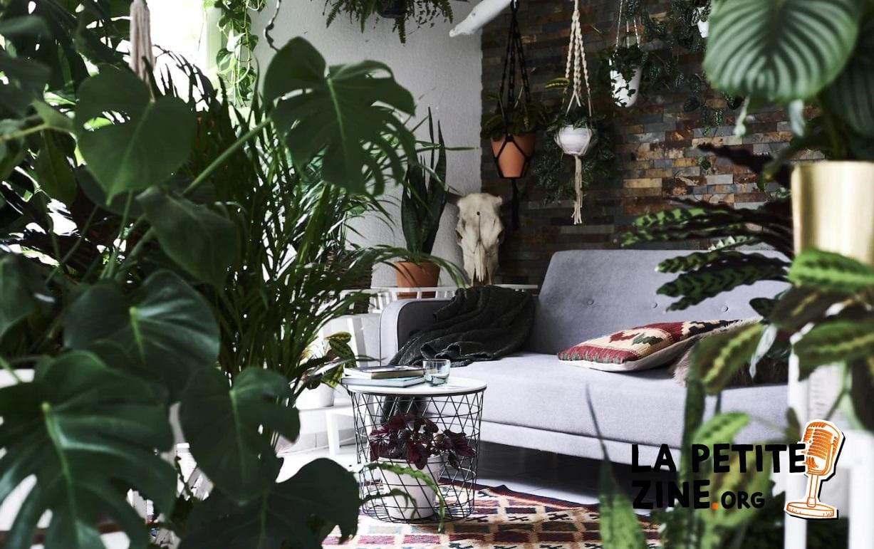 Des Plantes Pour Un Salon Cosy 