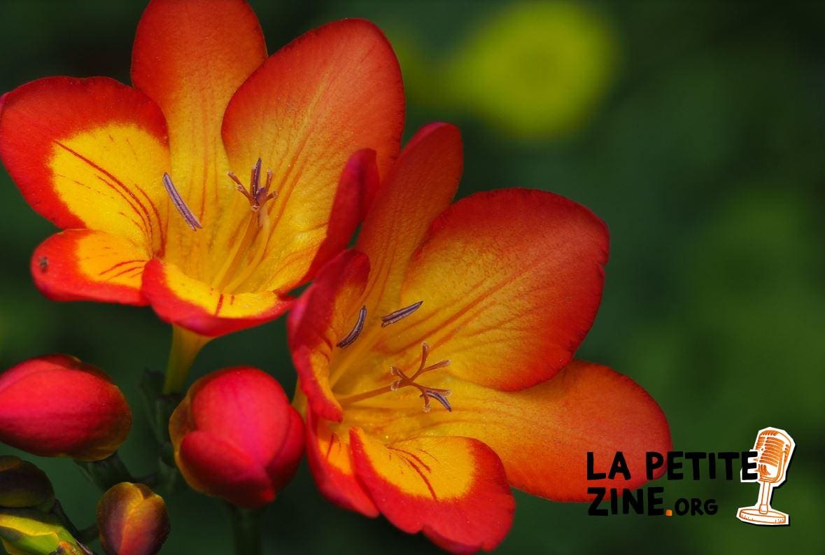 Freesia 