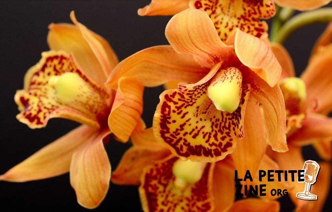Orchidée