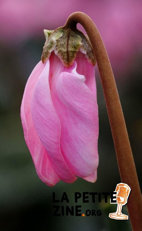 Cyclamen De Perse