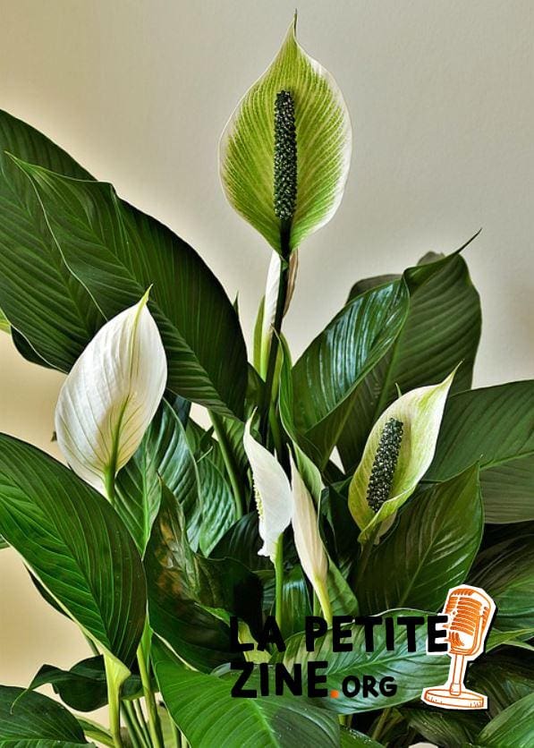 Spathiphyllum