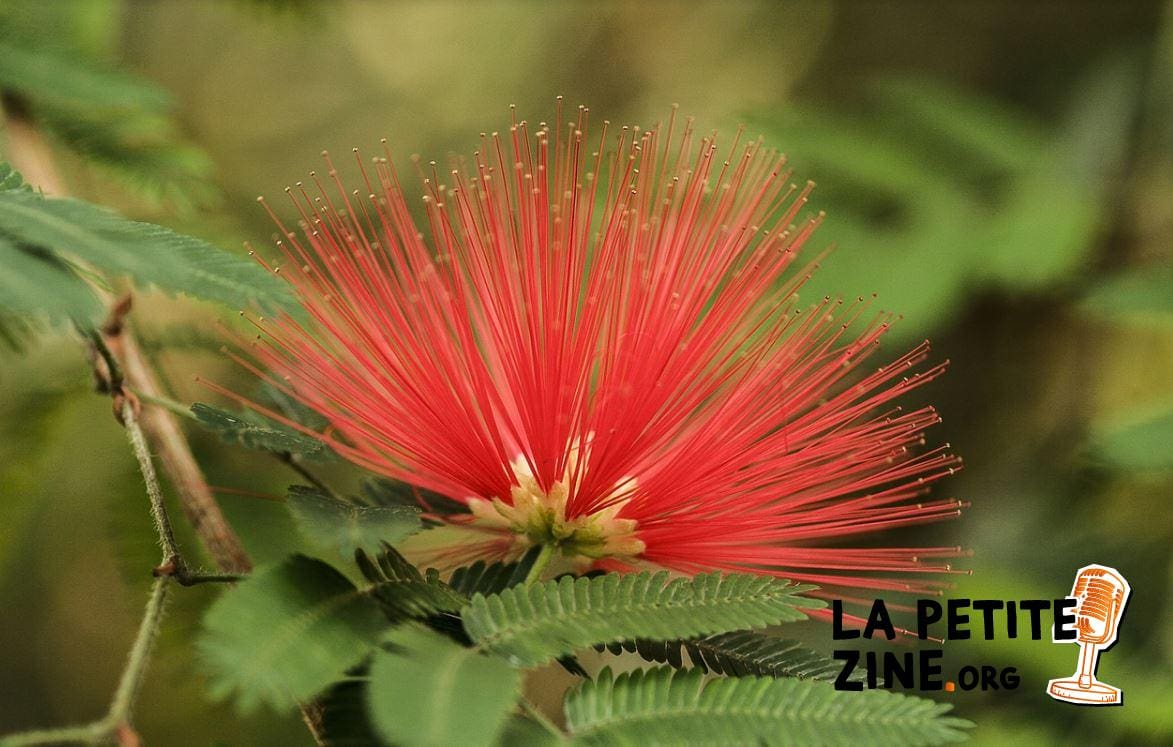Calliandra