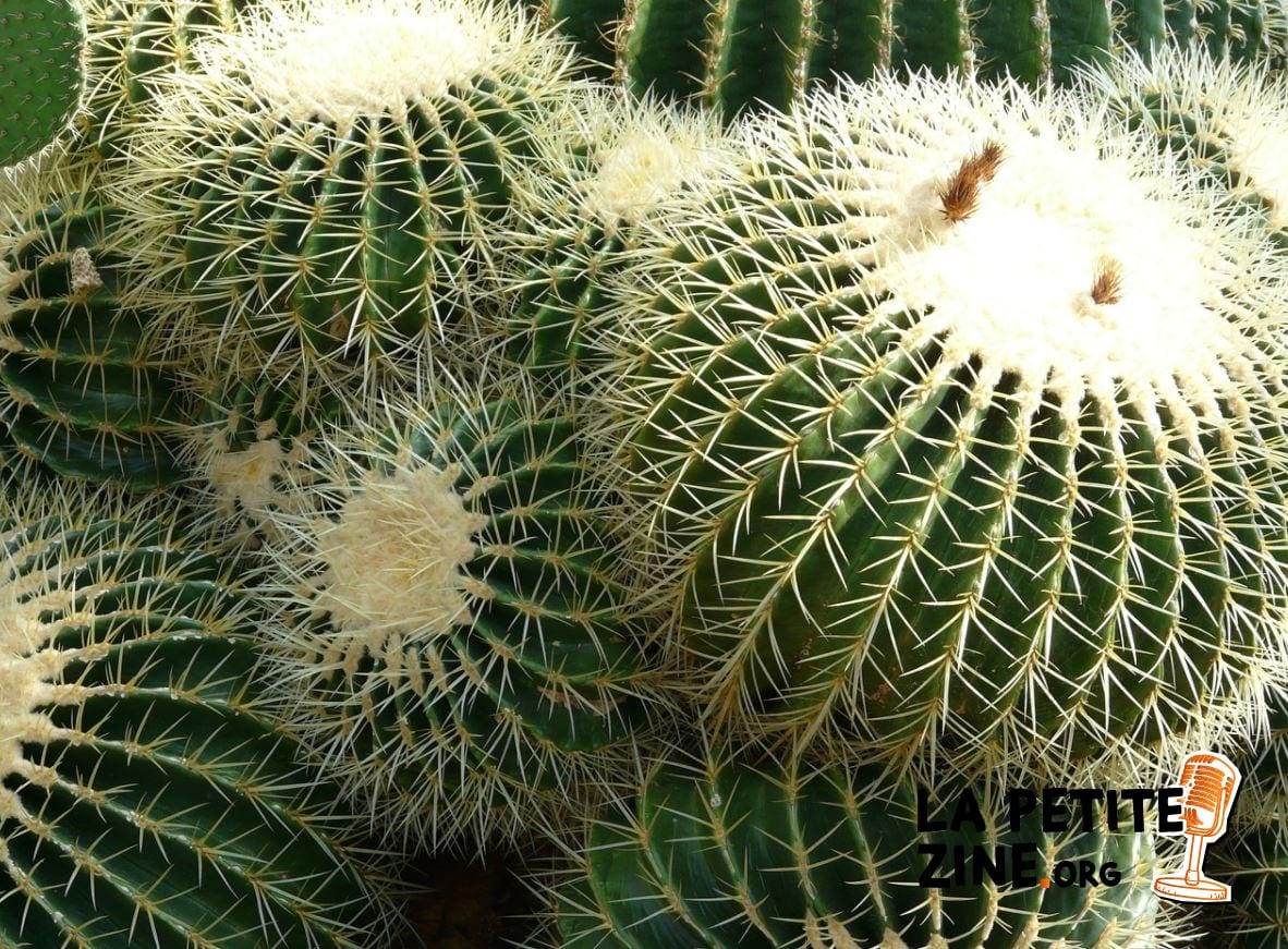 Coussin De Belle Mère