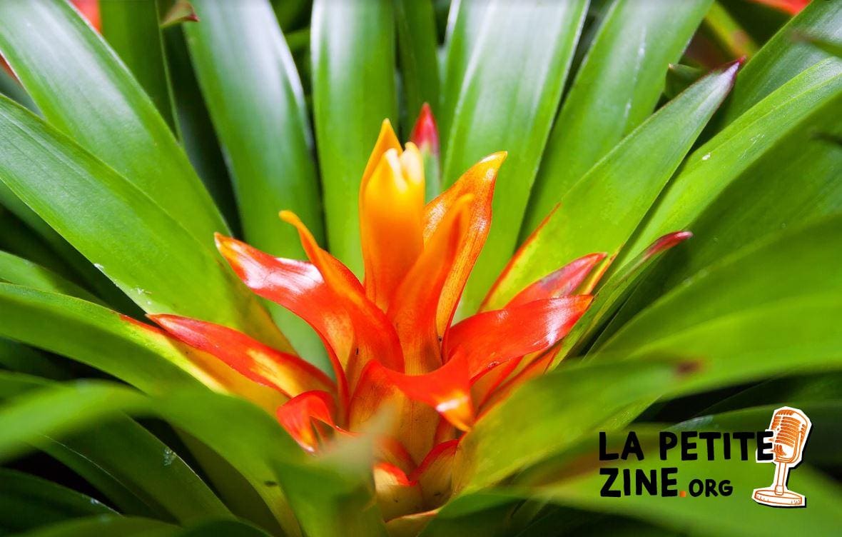 Guzmania 