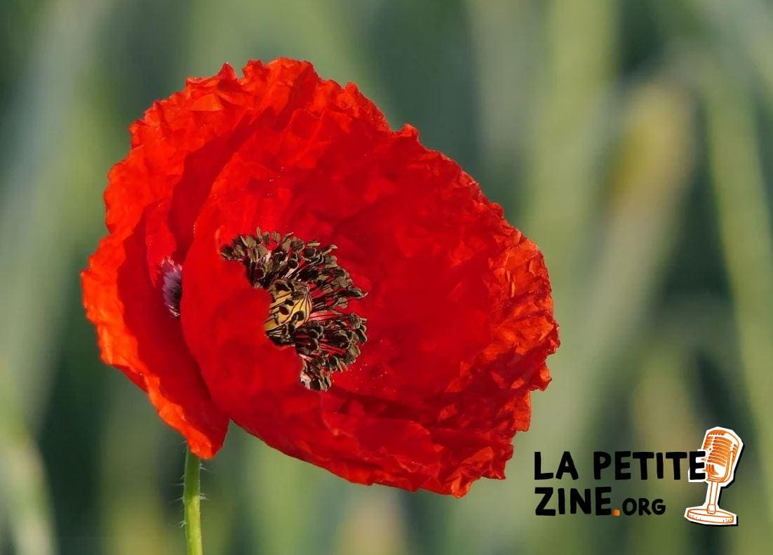 Coquelicot