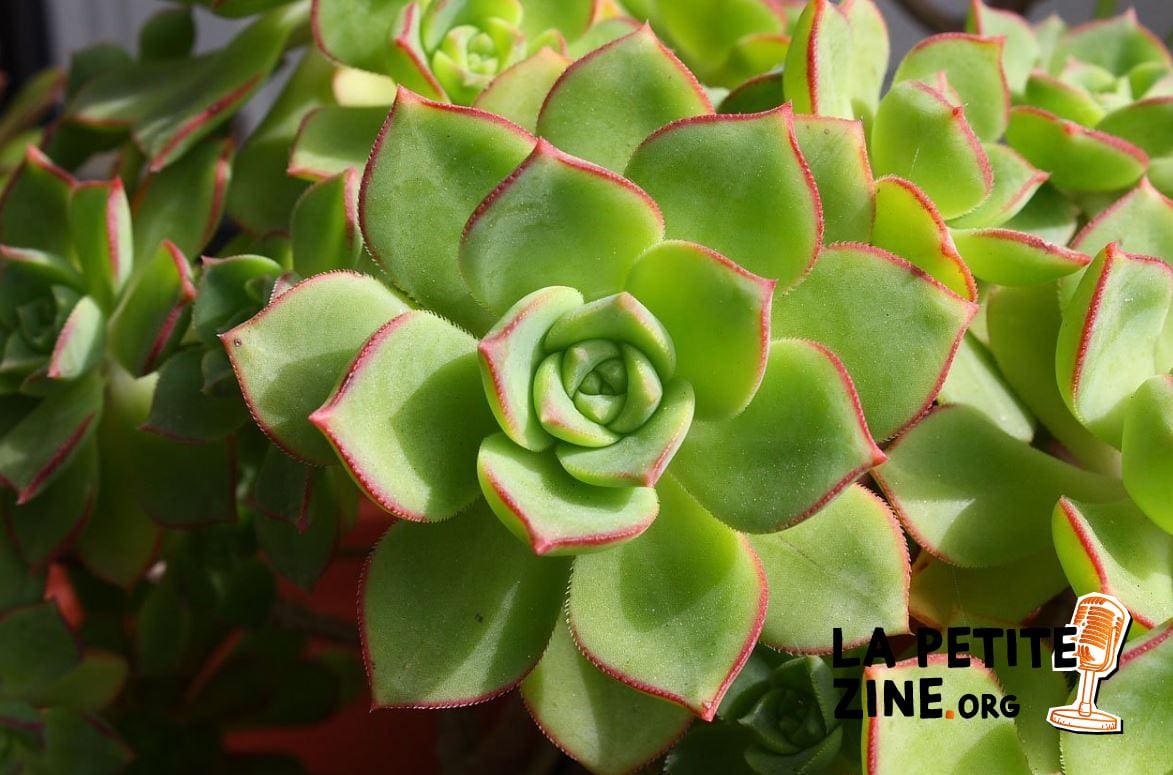 Echeveria
