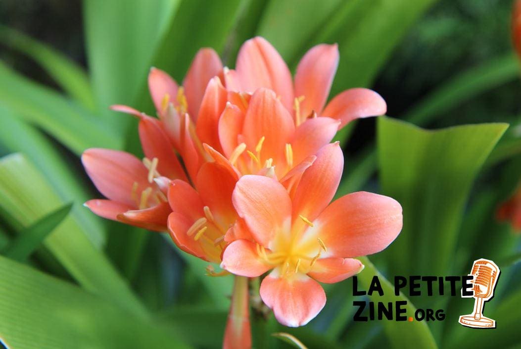 Clivia 