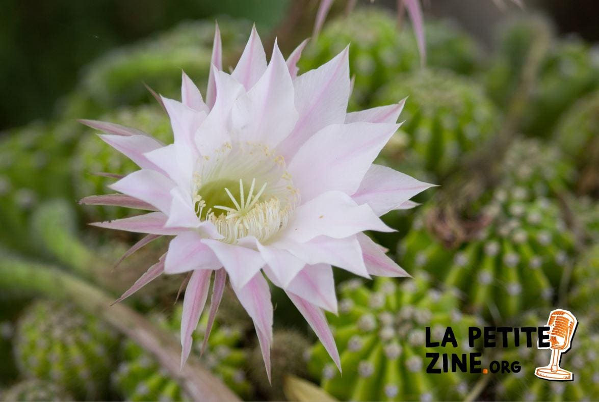 Echinopsis