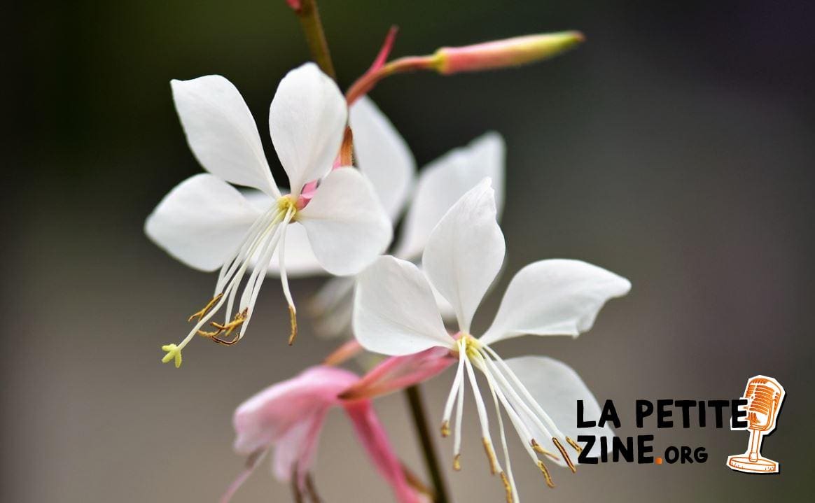 Gaura 