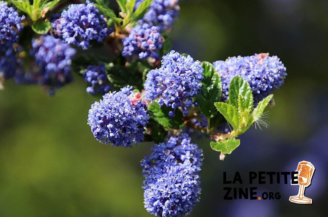 Lilas De Californie