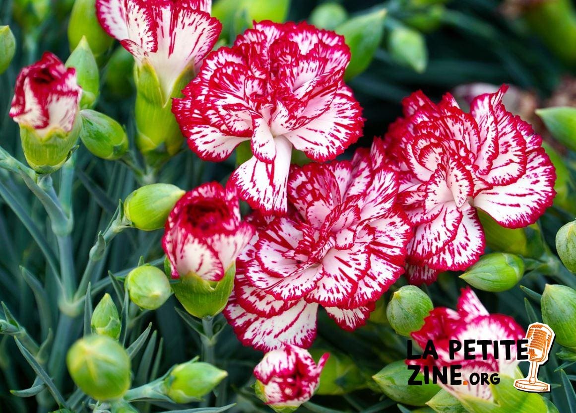  Dianthus 