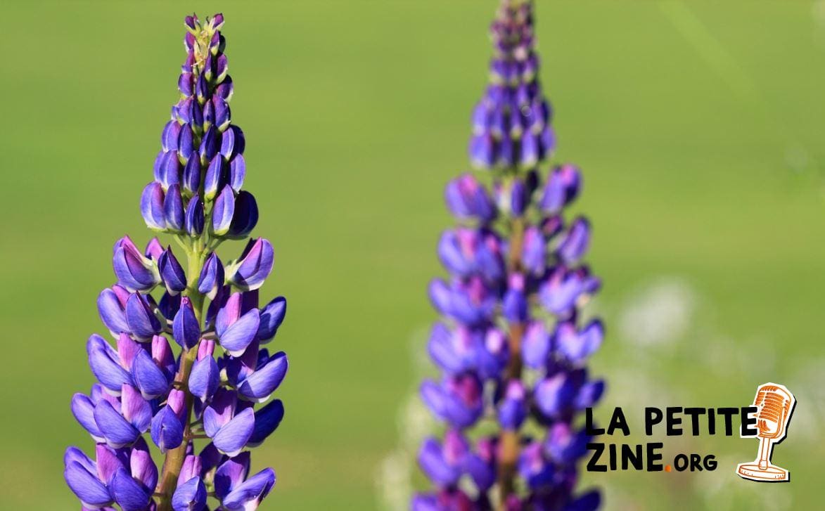 Fleur de Lupin Bleu