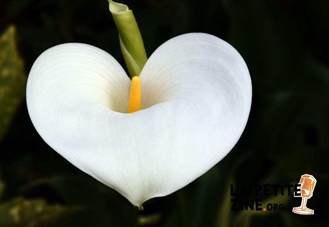 Arum