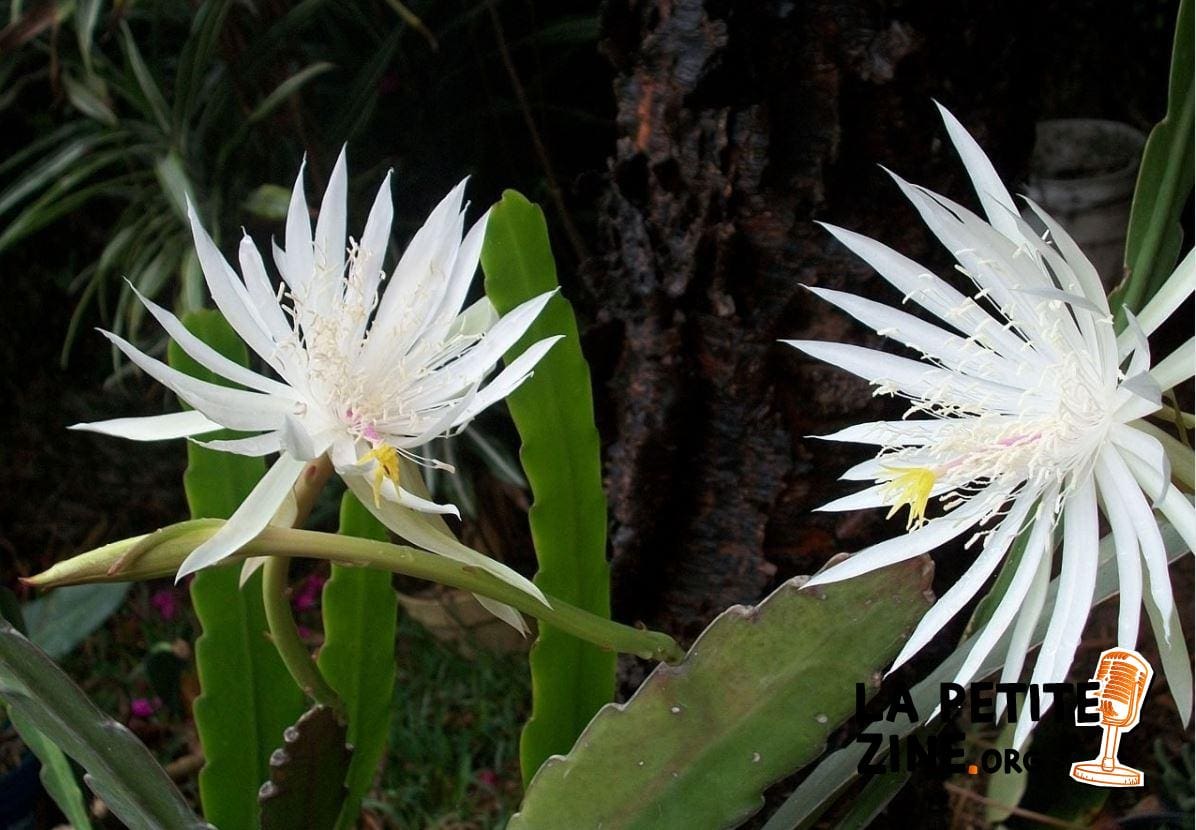 Epiphyllum