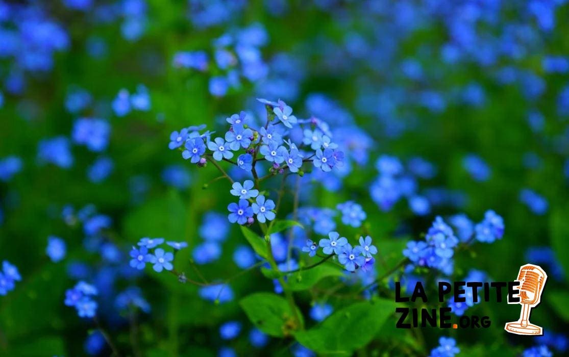 Myosotis
