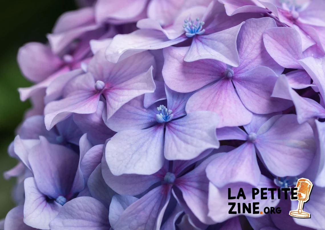 Image d'un Hortensia sur Pixabay