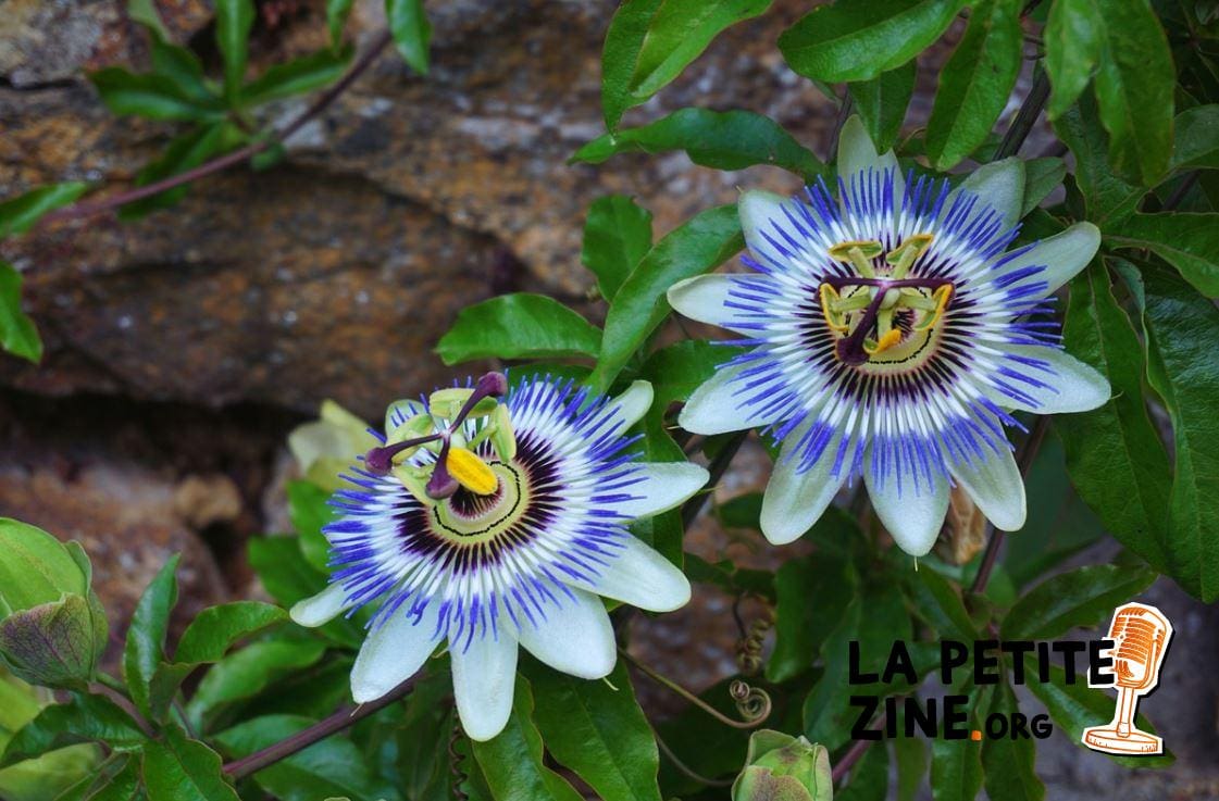 Passiflore 