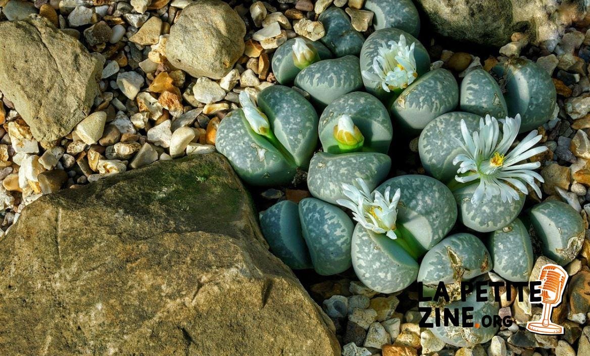Lithops 