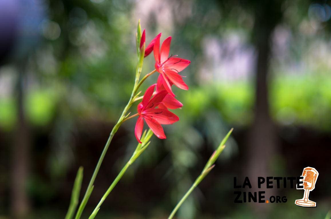 Appréciez les Cafres