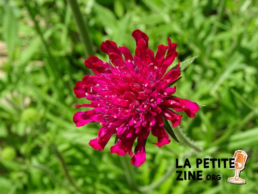 Scabieuse De Macédoine