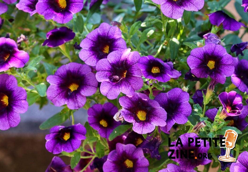 Pétunia 