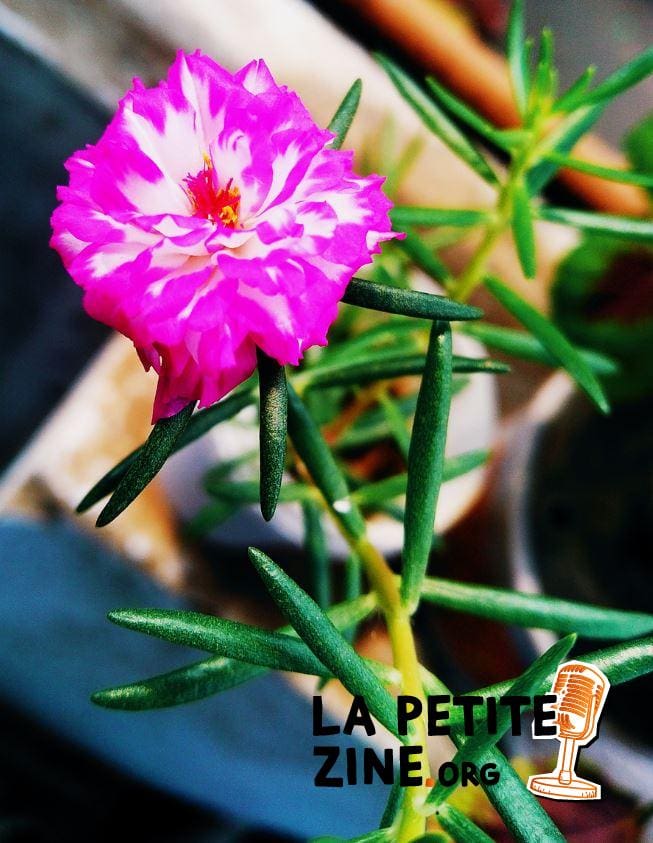 Fleurs Colorées du Pourpier