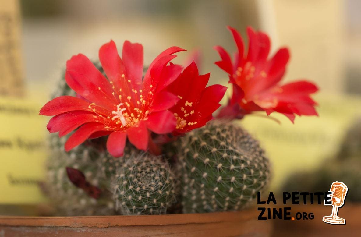 Rebutia Krainzania