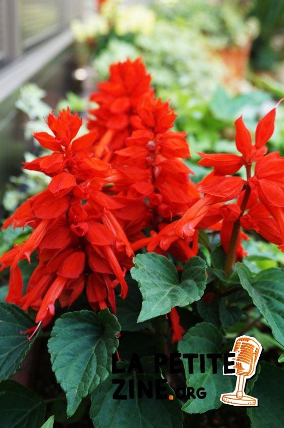  Fleurs rouges de Sauge 