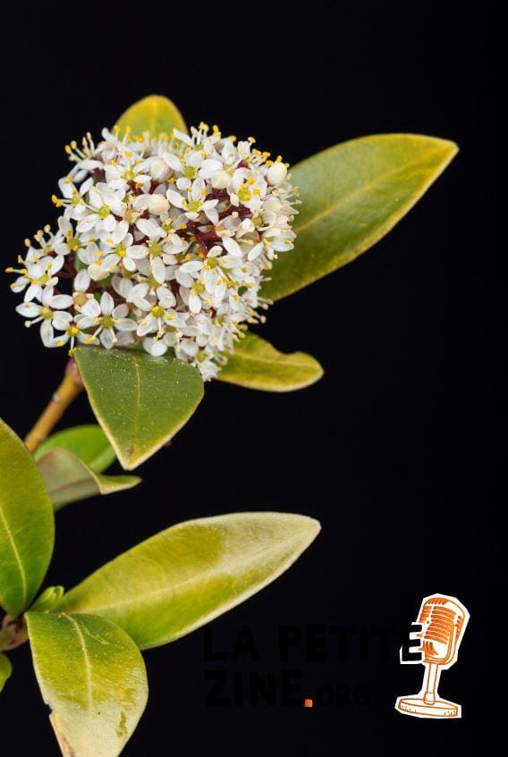Skimmia du Japon