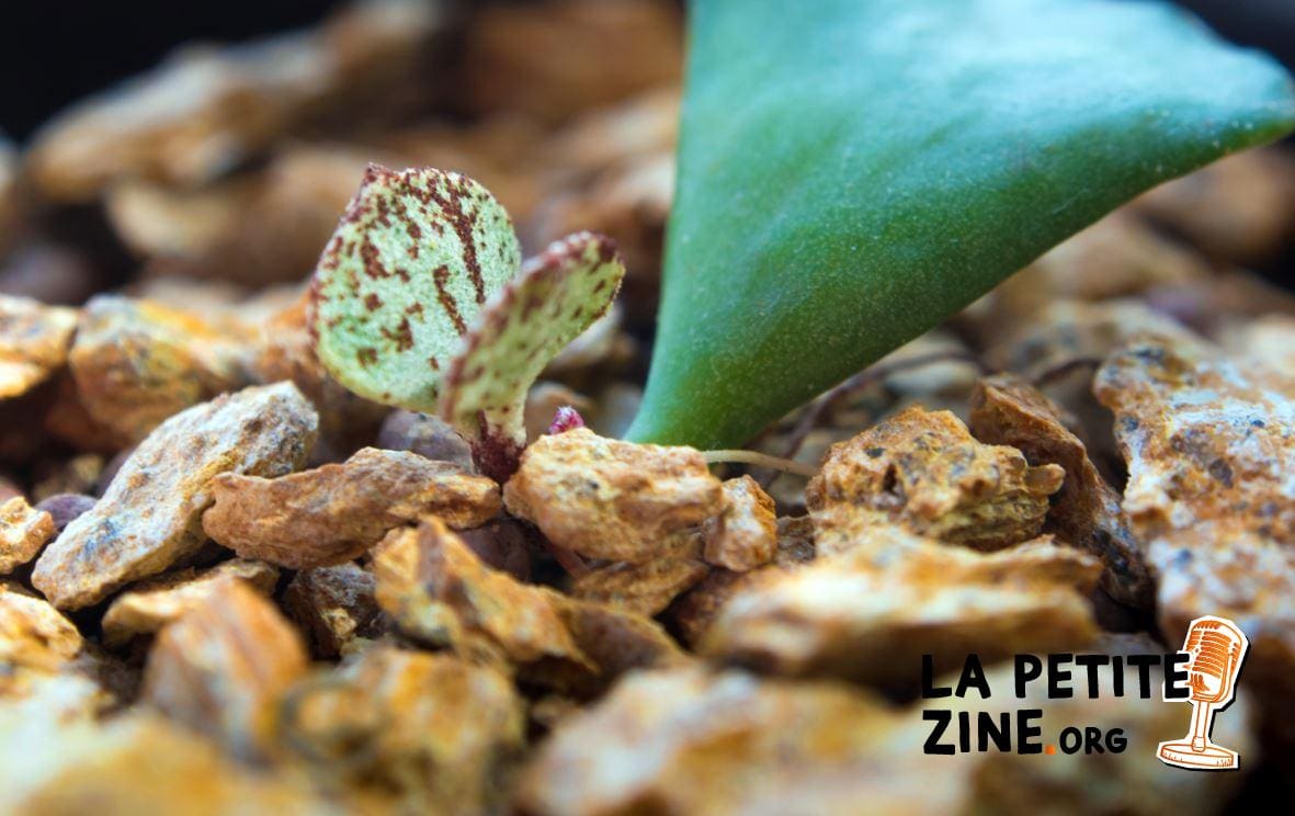 Adromischus Cristatus