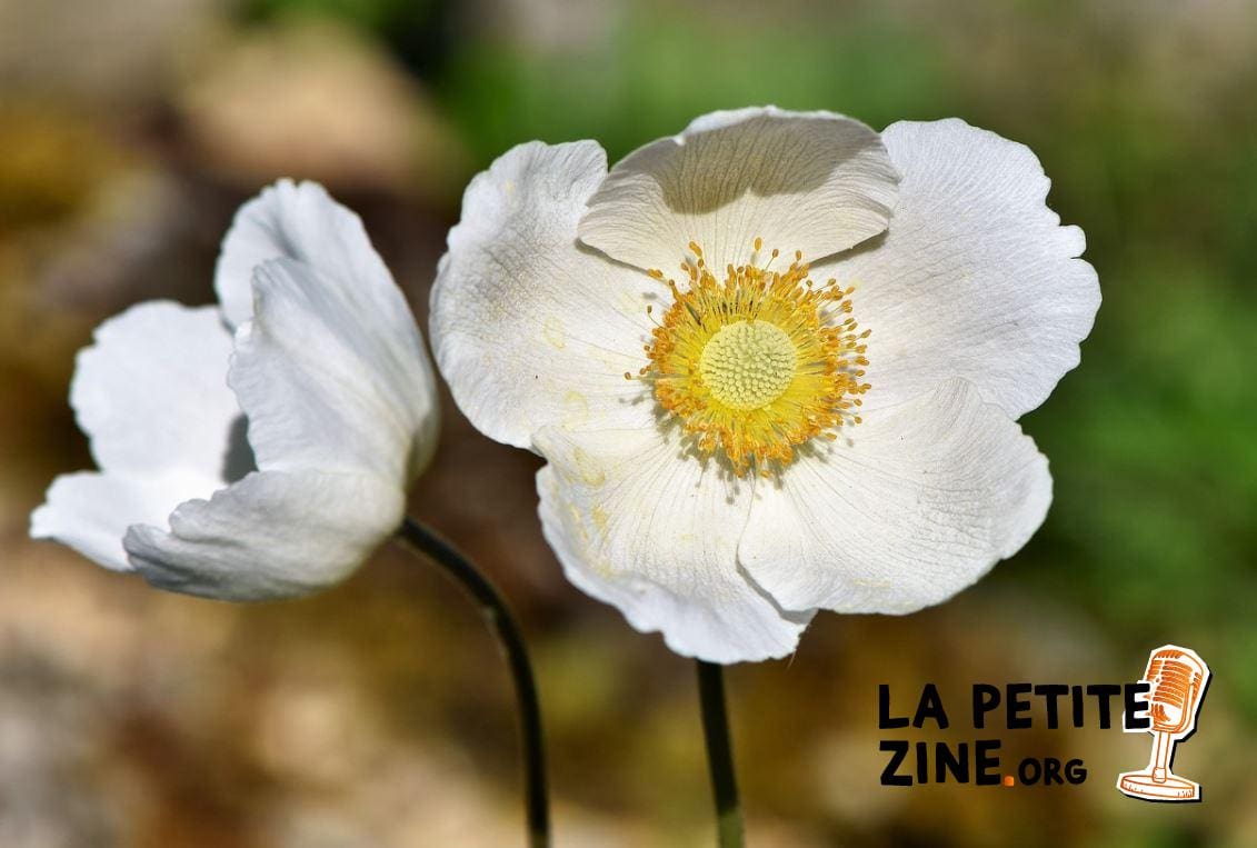 Anémone 