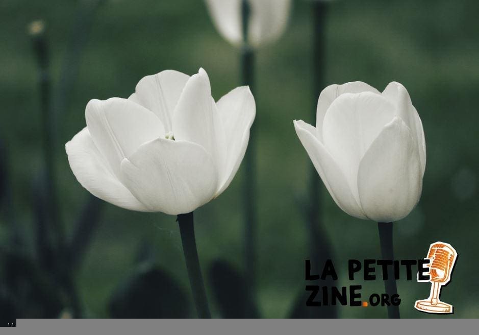 Tulipe Pixabay