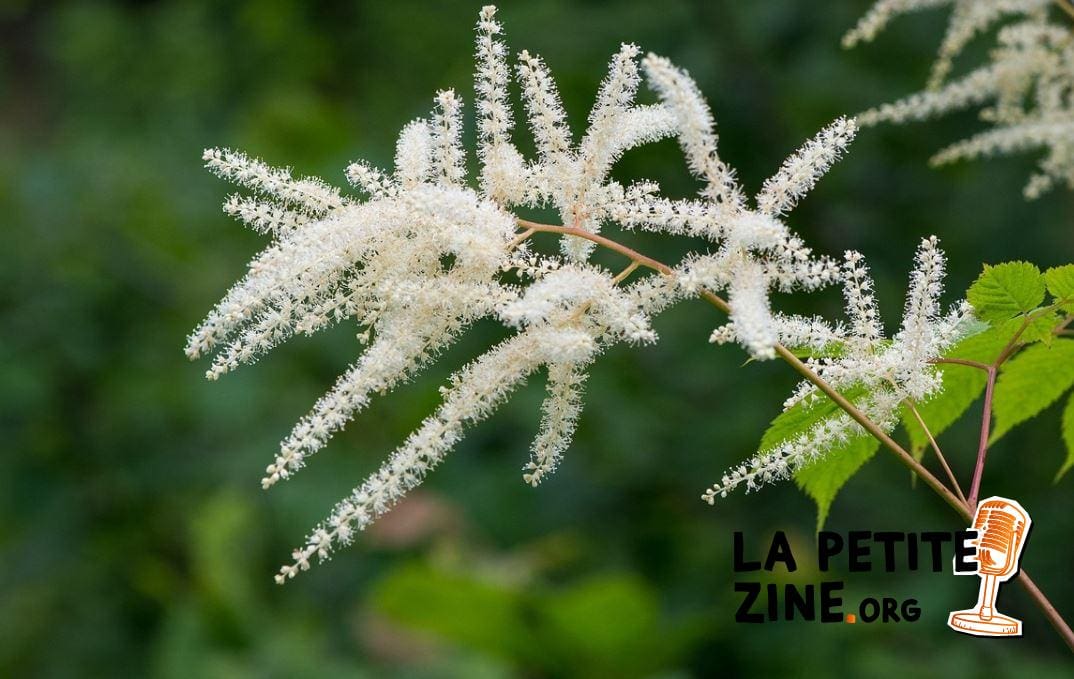 Astilbe