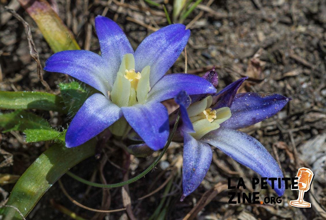 Brodiaea
