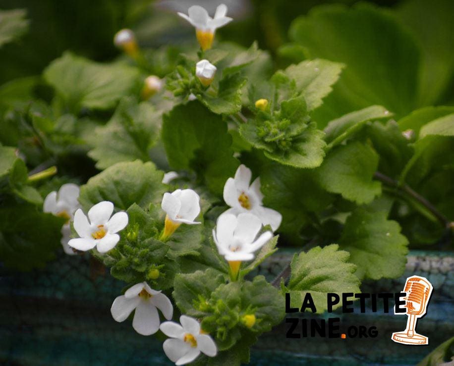 Plante aquatique Bacopa