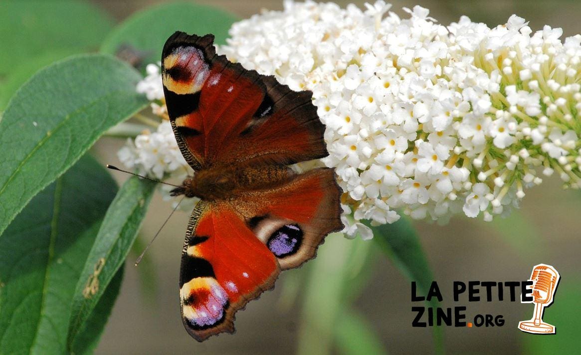 Buddleia 
