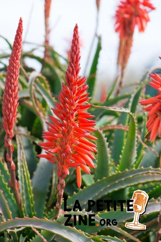 Aloes Arborescent 