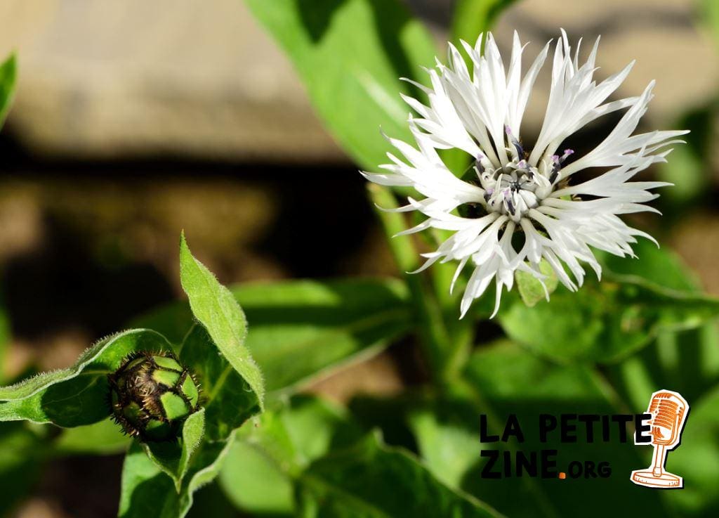 Fleur de Montagne Blanche