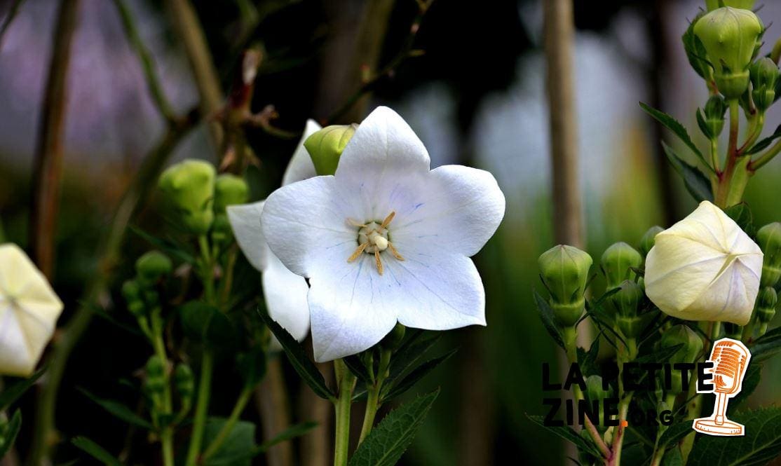 Campanule