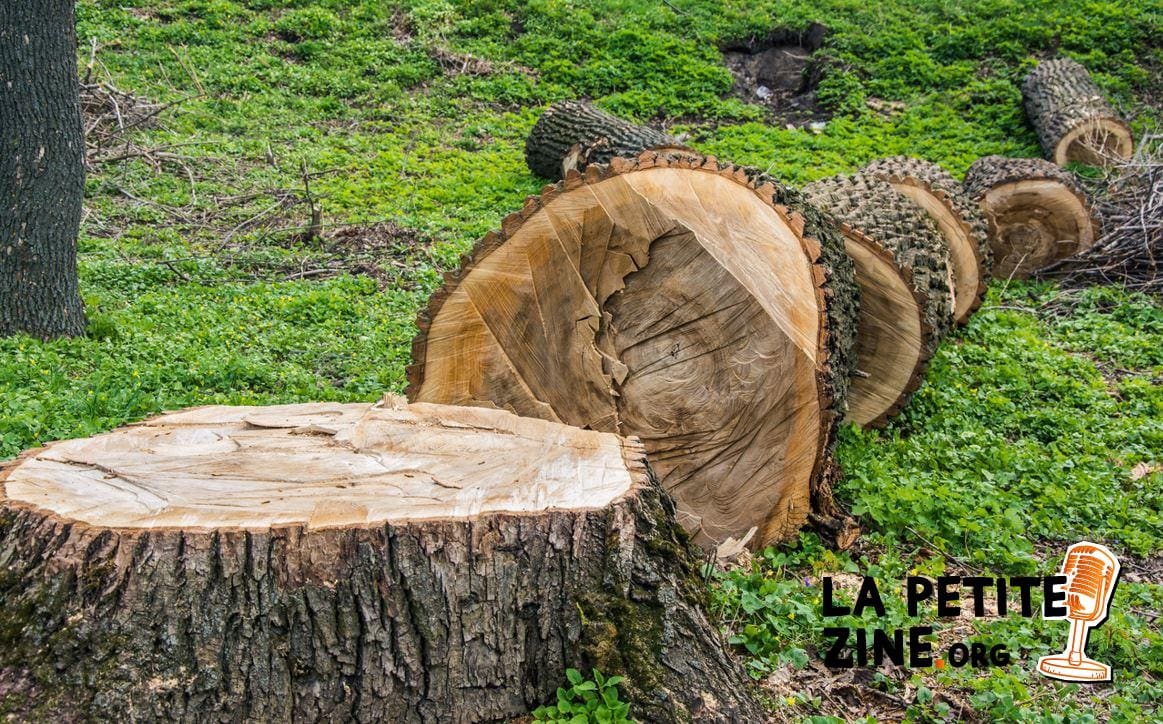 A-t-on le droit d’abattre un arbre sans autorisation ?