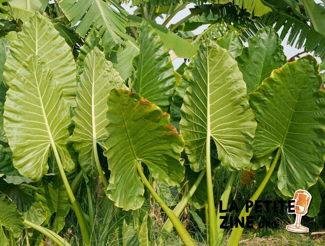 Alocasia Calidora