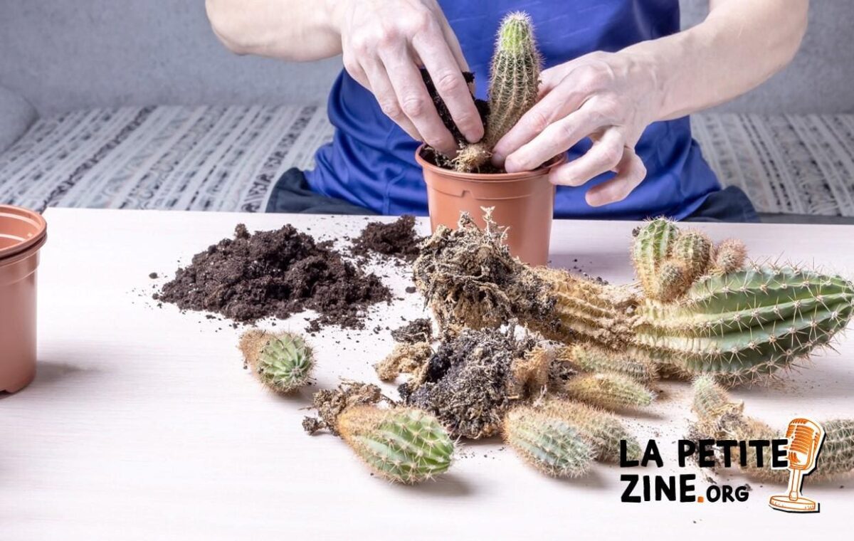 Comment bien bouturer les cactus et plantes grasses ?