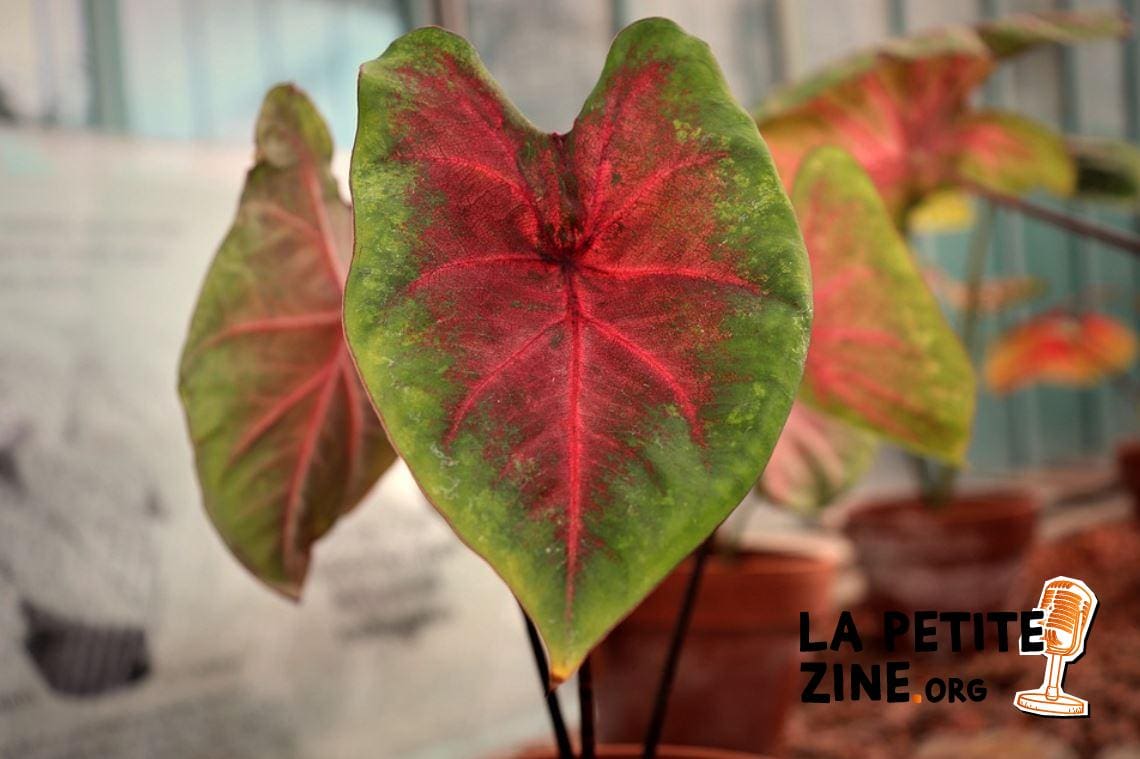 Caladium 