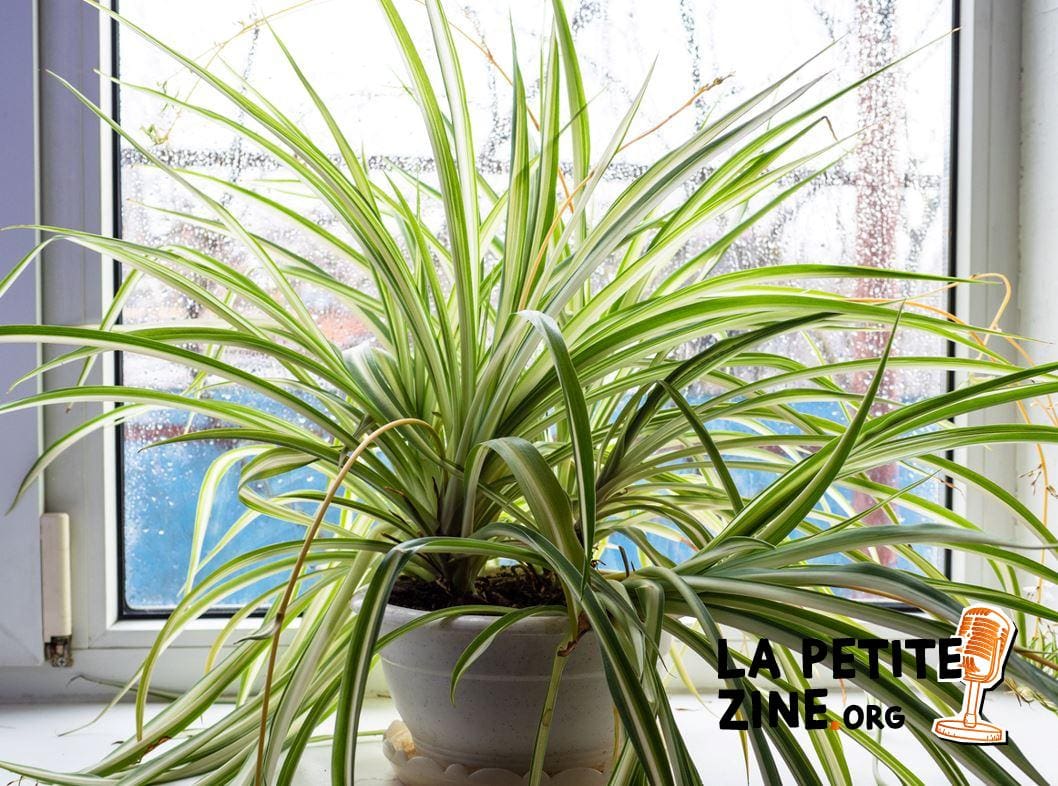Chlorophytum