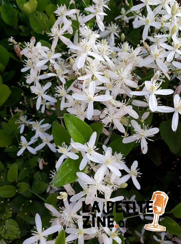 Clématite Persistante