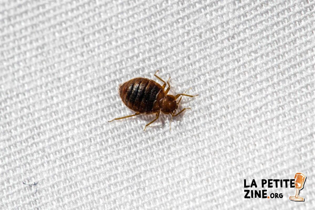 Comment éradiquer efficacement les punaises de lit avec la location d’un nettoyeur vapeur?