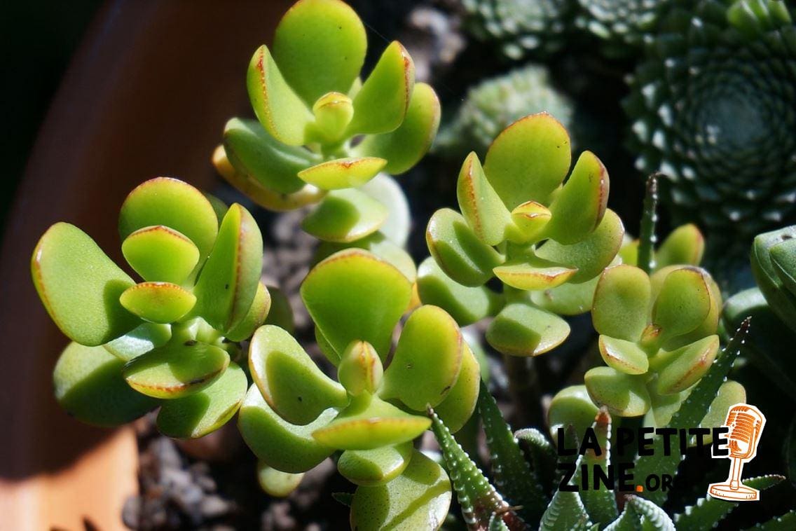 Crassula 